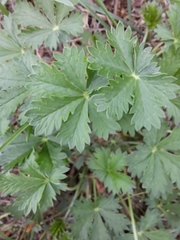Potentilla argentea