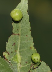 Arthropoda