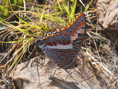 Charaxes saturnus