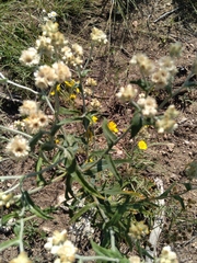 Pseudognaphalium canescens