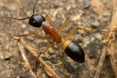 Camponotus consobrinus