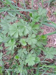 Potentilla argentea