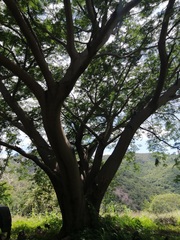 Enterolobium contortisiliquum