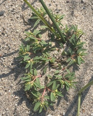 Euphorbia polygonifolia