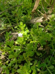 Bacopa monnieri