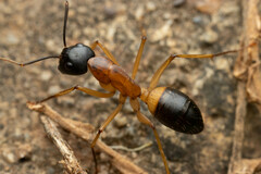 Camponotus consobrinus