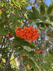 Sorbus aucuparia