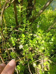 Bacopa monnieri