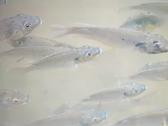 Sarotherodon melanotheron