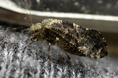 Nimbopsocus australis