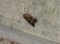 Elaphria chalcedonia