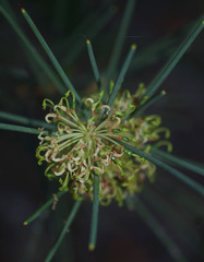 Hakea recurva