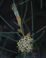 Hakea recurva
