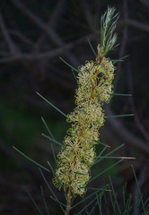 Hakea recurva