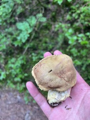 Boletus smithii