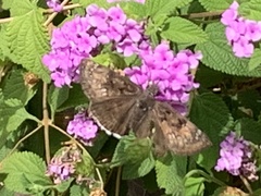 Erynnis tristis