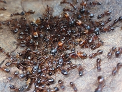 Camponotus sansabeanus