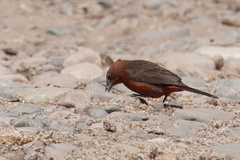 Coryphospingus cucullatus