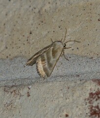 Schinia trifascia