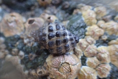 Tenguella marginalba