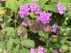 Erynnis tristis