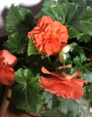 Begonia × tuberhybrida