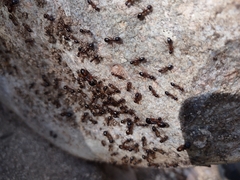 Camponotus sansabeanus