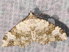 Coenotephria ablutaria