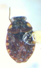 Ochterus