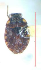 Ochterus