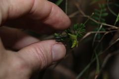 Gompholobium pinnatum