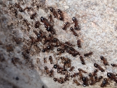 Camponotus sansabeanus