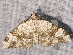 Coenotephria ablutaria