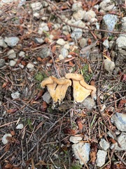 Cantharellus roseocanus