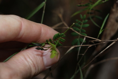 Gompholobium pinnatum