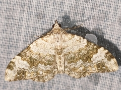 Coenotephria ablutaria