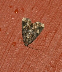 Homophoberia apicosa