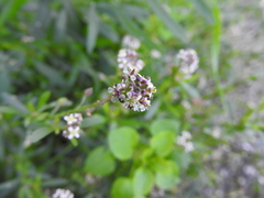 Lepidium graminifolium