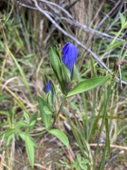 Gentiana sceptrum