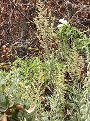 Masticophis lateralis lateralis