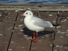 Chroicocephalus ridibundus