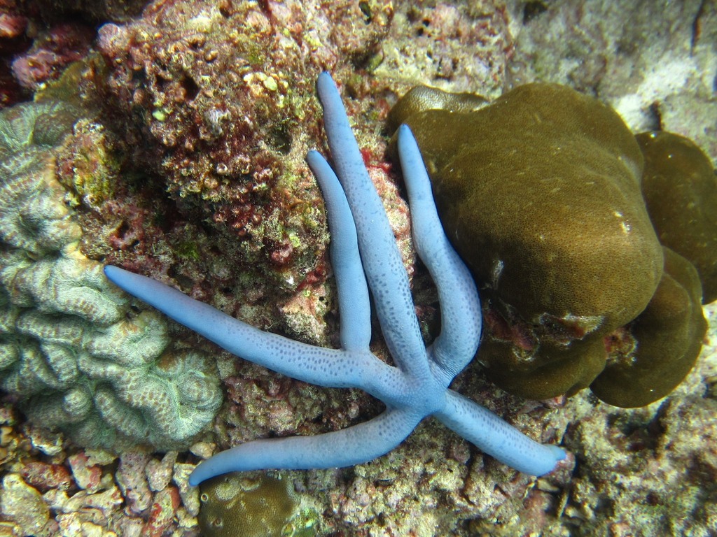 Photo of Blue sea star (Linckia laevigata)