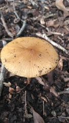 Oudemansiella