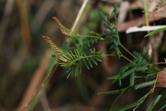 Gompholobium pinnatum