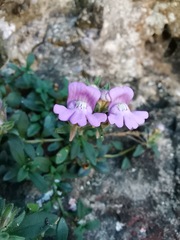 Chaenorhinum origanifolium