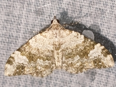 Coenotephria ablutaria