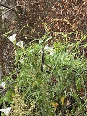 Masticophis lateralis lateralis