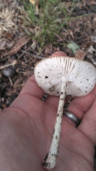 Oudemansiella