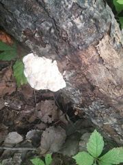 Trametes suaveolens