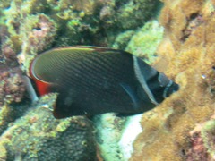 Chaetodon collare